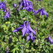 Orlíček obecný 'Blue' - Aquilegia vulgaris 'Blue'