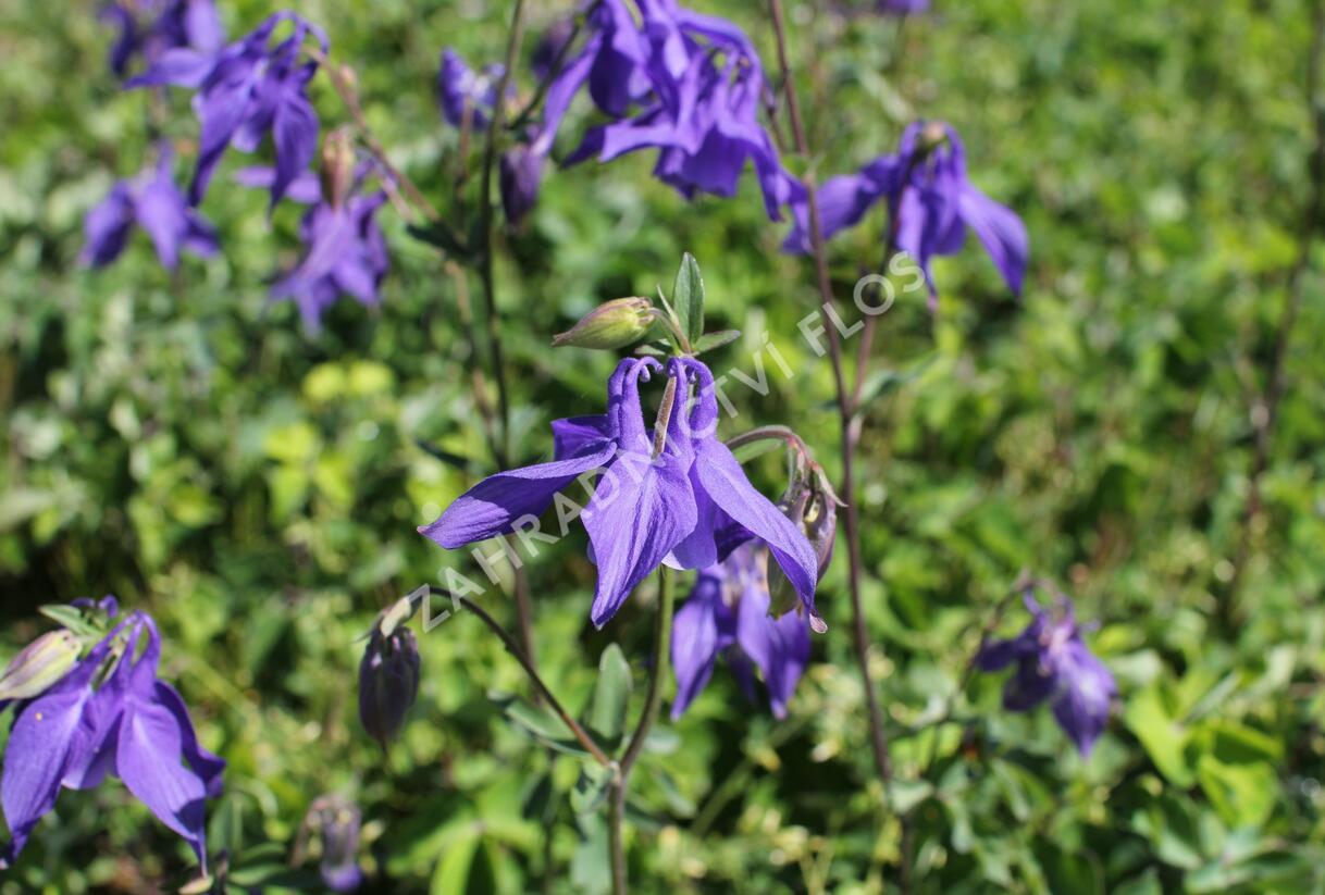 Orlíček obecný 'Blue' - Aquilegia vulgaris 'Blue'