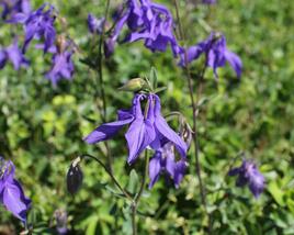 Orlíček obecný 'Blue'