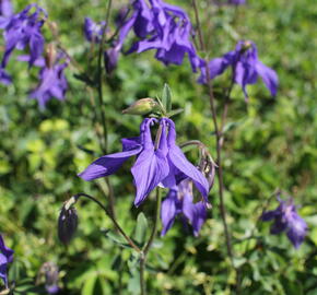 Orlíček obecný 'Blue' - Aquilegia vulgaris 'Blue'