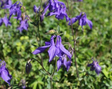 Orlíček obecný 'Blue'