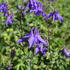 orlicek-obecny-blue.jpg