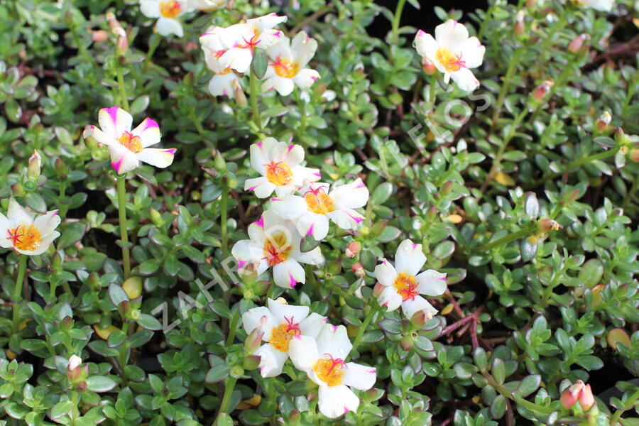 Šrucha 'Cupcake Purple Touch' - Portulaca umbraticola 'Cupcake Purple Touch'