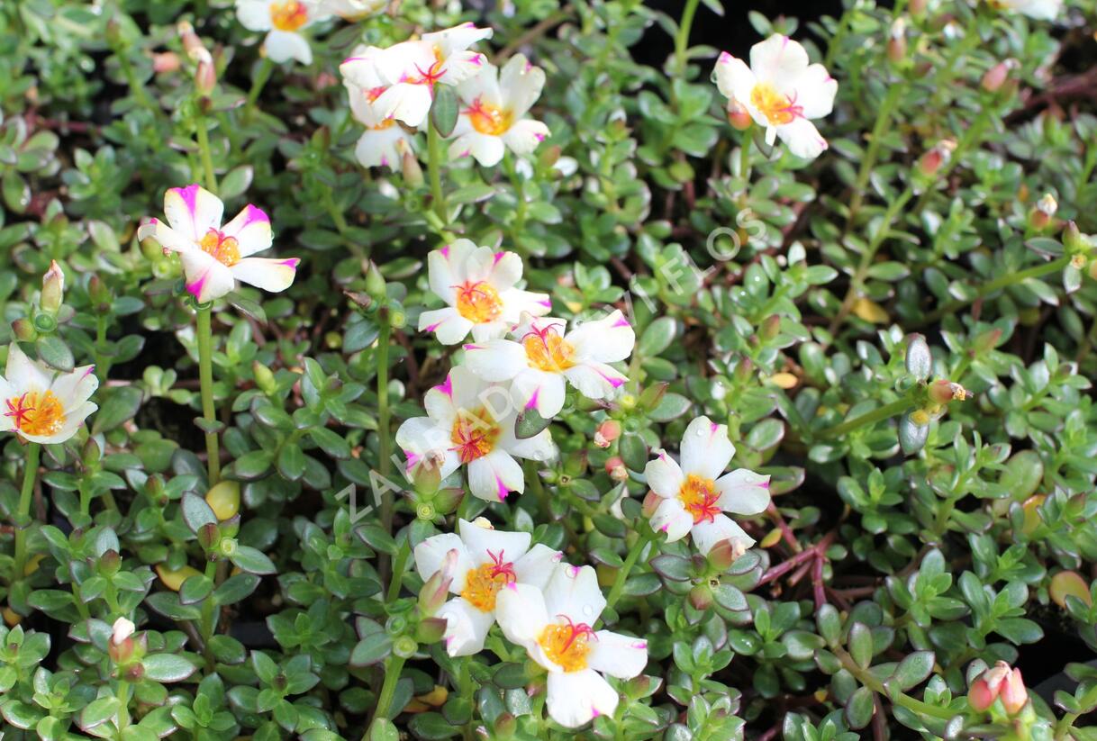 Šrucha 'Cupcake Purple Touch' - Portulaca umbraticola 'Cupcake Purple Touch'