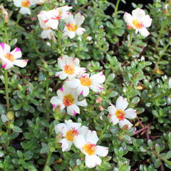 Šrucha 'Cupcake Purple Touch' - Portulaca umbraticola 'Cupcake Purple Touch'