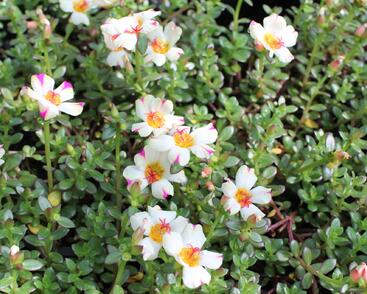 Šrucha 'Cupcake Purple Touch'