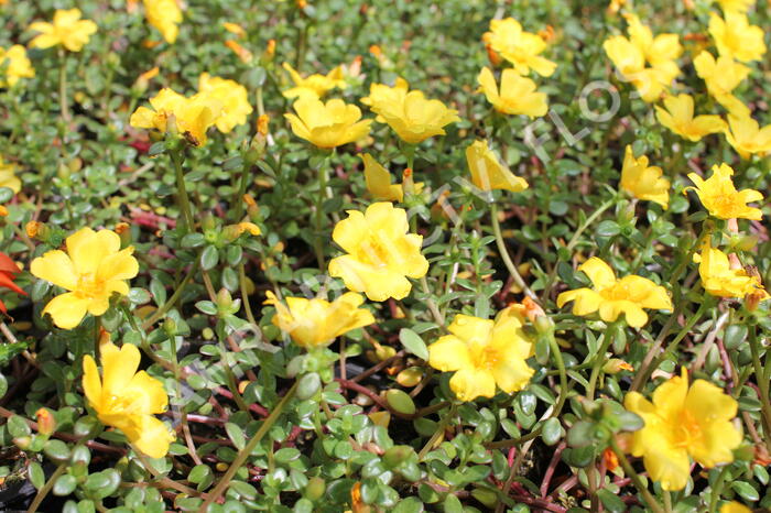 Šrucha 'Cupcake Strawbery Banana' - Portulaca umbraticola 'Cupcake Strawbery Banana'
