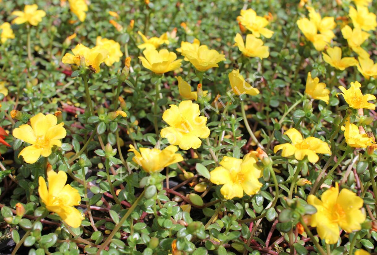 Šrucha 'Cupcake Strawbery Banana' - Portulaca umbraticola 'Cupcake Strawbery Banana'