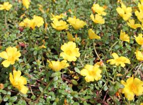 Šrucha 'Cupcake Strawbery Banana' - Portulaca umbraticola 'Cupcake Strawbery Banana'