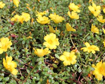 Šrucha 'Cupcake Strawbery Banana'