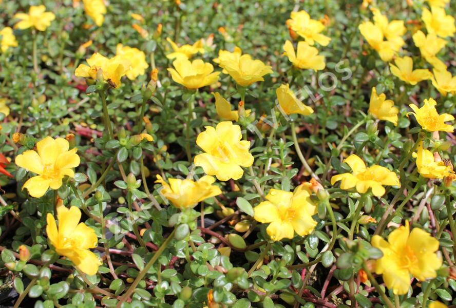 Šrucha 'Cupcake Strawbery Banana' - Portulaca umbraticola 'Cupcake Strawbery Banana'