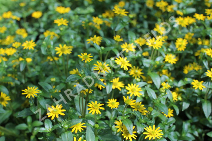 Vitálka poléhavá 'Solaris Table' - Sanvitalia procumbens 'Solaris Table'