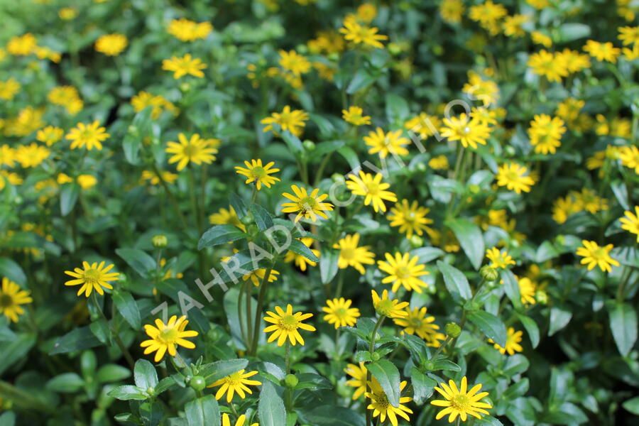 Vitálka poléhavá 'Solaris Table' - Sanvitalia procumbens 'Solaris Table'