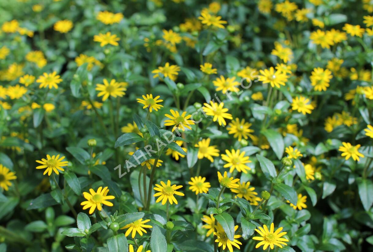 Vitálka poléhavá 'Solaris Table' - Sanvitalia procumbens 'Solaris Table'