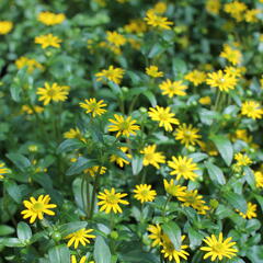 Vitálka poléhavá 'Solaris Table' - Sanvitalia procumbens 'Solaris Table'