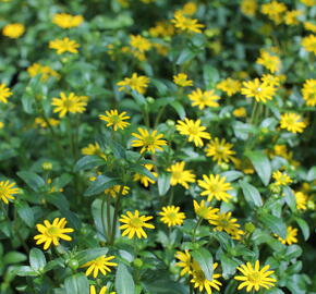 Vitálka poléhavá 'Solaris Table' - Sanvitalia procumbens 'Solaris Table'