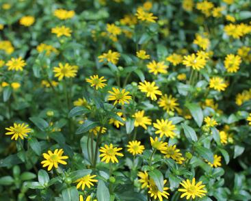 Vitálka poléhavá 'Solaris Table'