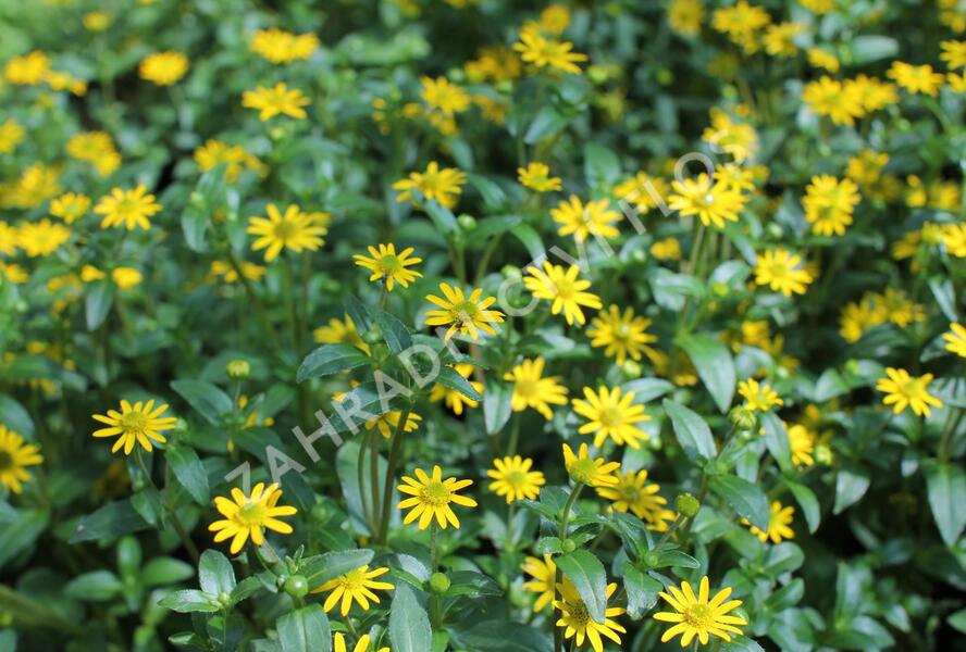 Vitálka poléhavá 'Solaris Table' - Sanvitalia procumbens 'Solaris Table'
