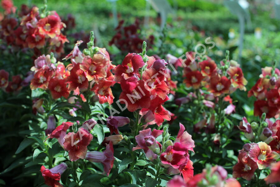 Hledík větší 'Dazzling Lips Sunset' - Antirrhinum majus 'Dazzling Lips Sunset'