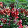 Hledík větší 'Dazzling Lips Sunset' - Antirrhinum majus 'Dazzling Lips Sunset'
