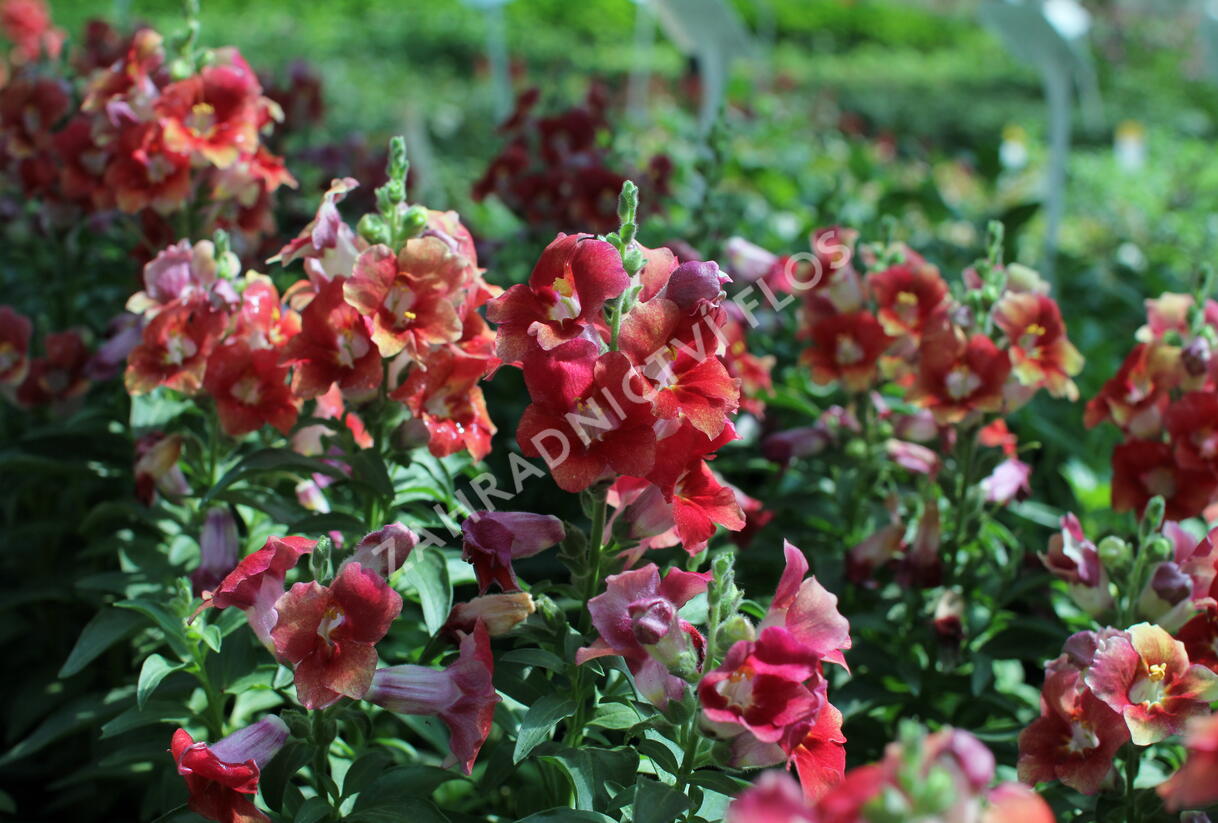 Hledík větší 'Dazzling Lips Sunset' - Antirrhinum majus 'Dazzling Lips Sunset'