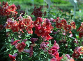 Hledík větší 'Dazzling Lips Sunset' - Antirrhinum majus 'Dazzling Lips Sunset'