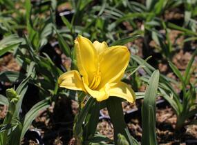 Denivka 'Aten' - Hemerocallis 'Aten'
