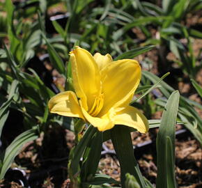 Denivka 'Aten' - Hemerocallis 'Aten'