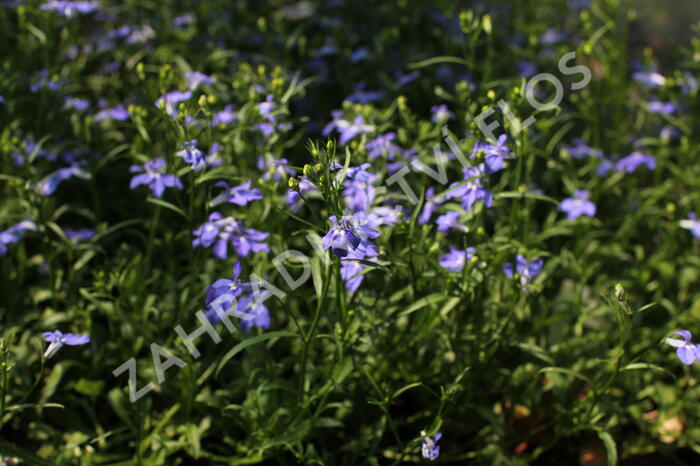Lobelka 'Bella Pot Oceano' - Lobelia erinus 'Bella Pot Oceano'