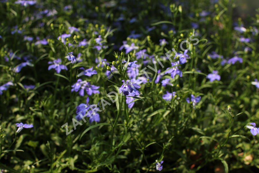 Lobelka 'Bella Pot Oceano' - Lobelia erinus 'Bella Pot Oceano'