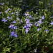 Lobelka 'Bella Pot Oceano' - Lobelia erinus 'Bella Pot Oceano'