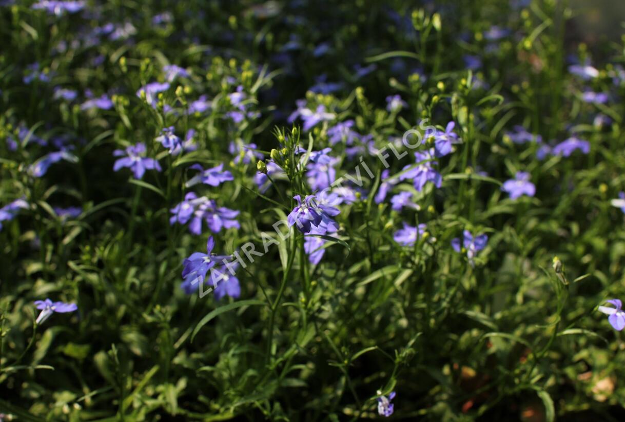 Lobelka 'Bella Pot Oceano' - Lobelia erinus 'Bella Pot Oceano'