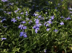 Lobelka 'Bella Pot Oceano' - Lobelia erinus 'Bella Pot Oceano'