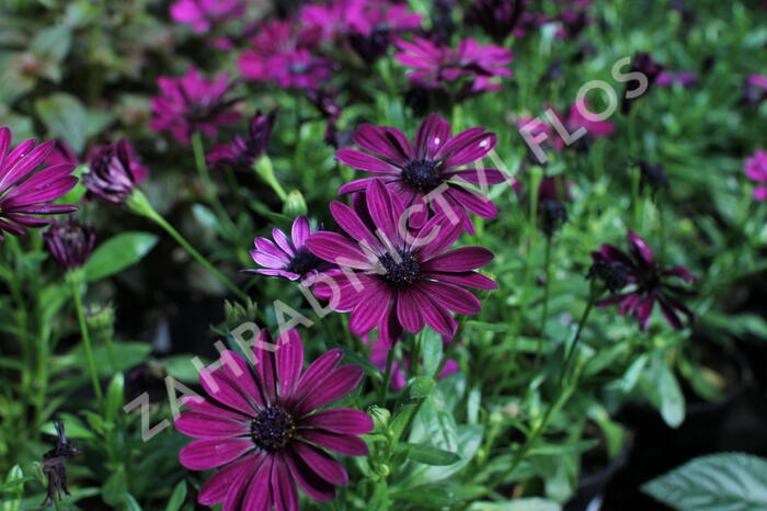 Dvoutvárka 'Osticade Purple' - Osteospermum ecklonis 'Osticade Purple'