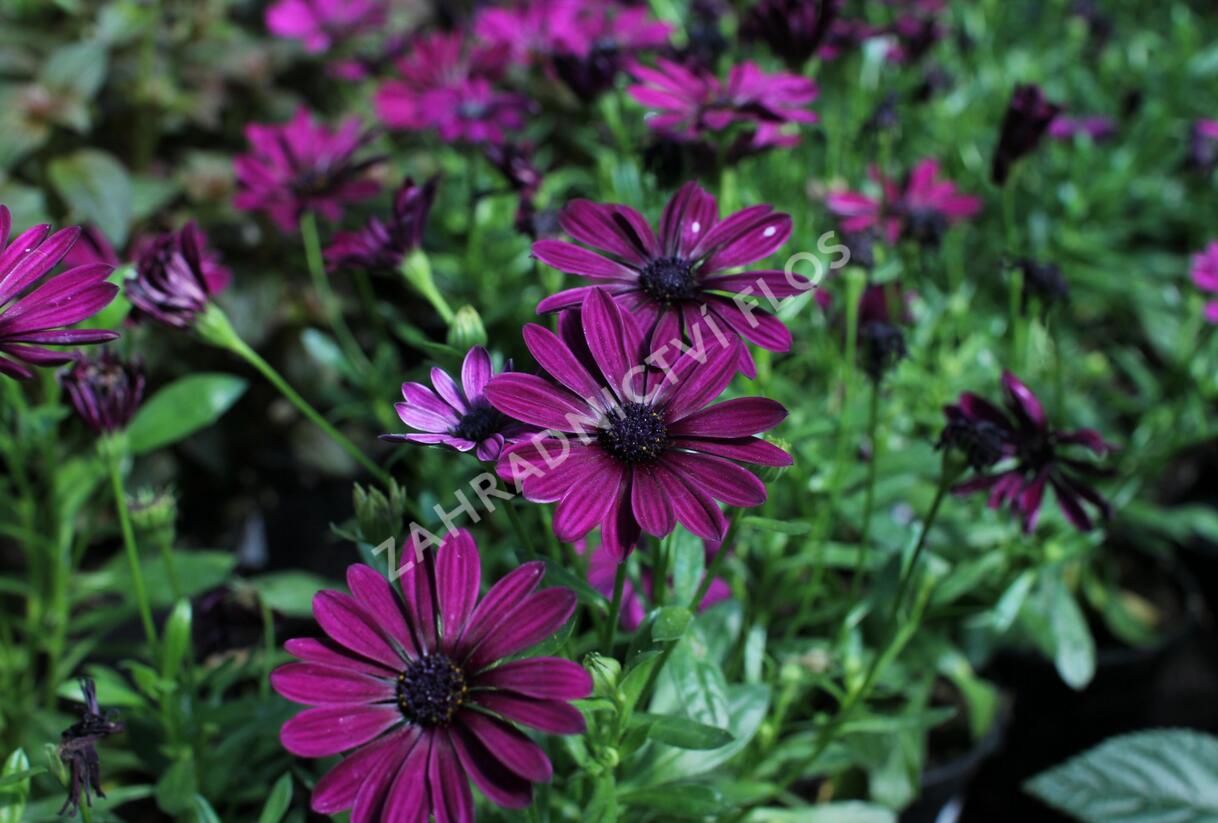 Dvoutvárka 'Osticade Purple' - Osteospermum ecklonis 'Osticade Purple'
