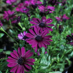 Dvoutvárka 'Osticade Purple' - Osteospermum ecklonis 'Osticade Purple'
