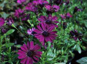 Dvoutvárka 'Osticade Purple' - Osteospermum ecklonis 'Osticade Purple'