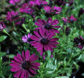 Dvoutvárka 'Osticade Purple' - Osteospermum ecklonis 'Osticade Purple'