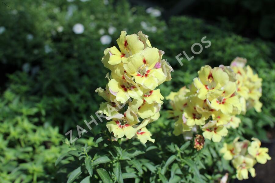 Hledík větší 'Dazzling Lips Yellow Eye' - Antirrhinum majus 'Dazzling Lips Yellow Eye'