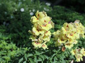 Hledík větší 'Dazzling Lips Yellow Eye' - Antirrhinum majus 'Dazzling Lips Yellow Eye'