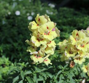 Hledík větší 'Dazzling Lips Yellow Eye' - Antirrhinum majus 'Dazzling Lips Yellow Eye'