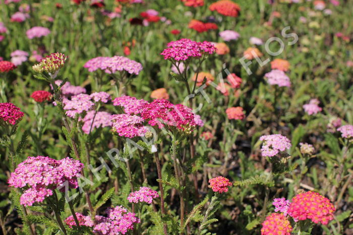 Řebříček obecný 'Desert Eve Deep Rose' - Achillea millefolium 'Desert Eve Deep Rose'