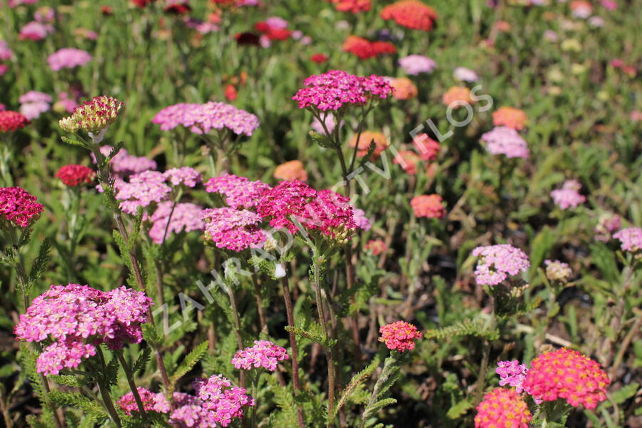 Řebříček obecný 'Desert Eve Deep Rose' - Achillea millefolium 'Desert Eve Deep Rose'