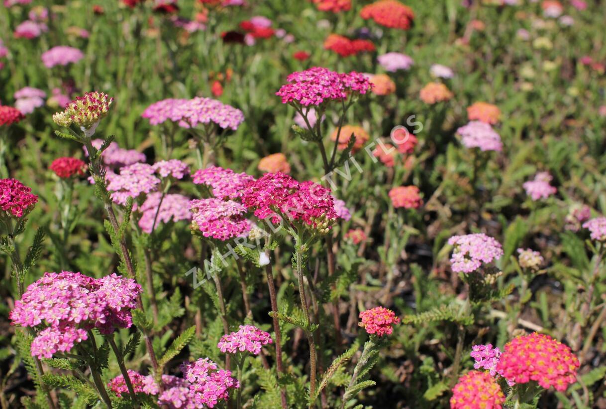 Řebříček obecný 'Desert Eve Deep Rose' - Achillea millefolium 'Desert Eve Deep Rose'