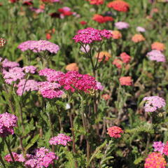 Řebříček obecný 'Desert Eve Deep Rose' - Achillea millefolium 'Desert Eve Deep Rose'