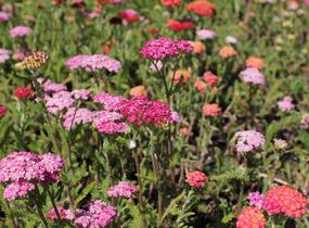 Řebříček obecný 'Desert Eve Deep Rose' - Achillea millefolium 'Desert Eve Deep Rose'