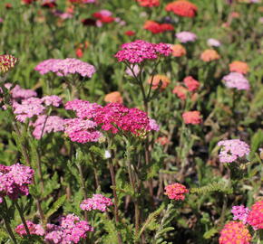 Řebříček obecný 'Desert Eve Deep Rose' - Achillea millefolium 'Desert Eve Deep Rose'