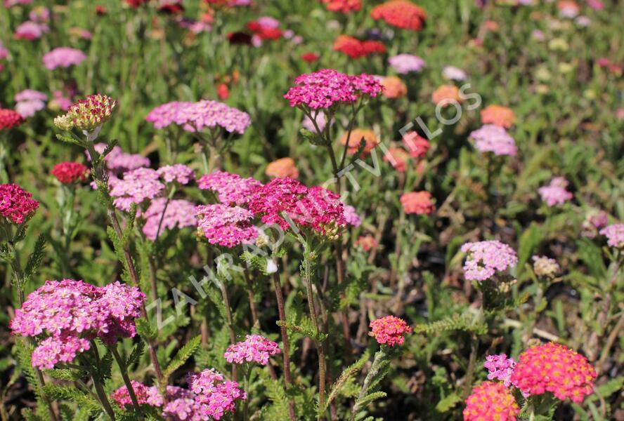 Řebříček obecný 'Desert Eve Deep Rose' - Achillea millefolium 'Desert Eve Deep Rose'