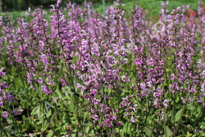 Šalvěj luční 'Rose Rhapsody' - Salvia pratensis 'Rose Rhapsody'