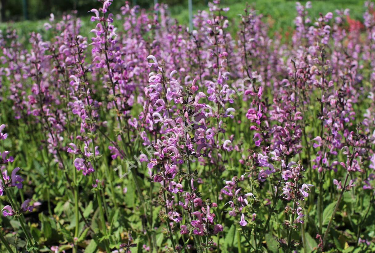 Šalvěj luční 'Rose Rhapsody' - Salvia pratensis 'Rose Rhapsody'